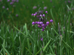 Vivers Càrex - Allium cernuum